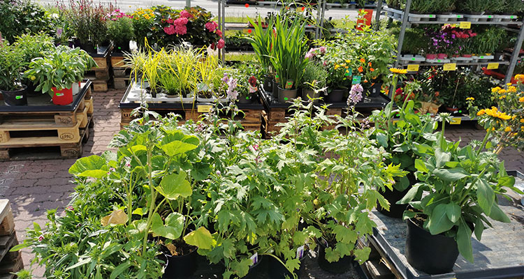 Pflanzen für jede Jahreszeit, ob Gemüse, Blumen oder Sträucher finden Sie in unseren Außenbereichen.